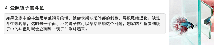 泰国斗鱼日常饲养养护教程