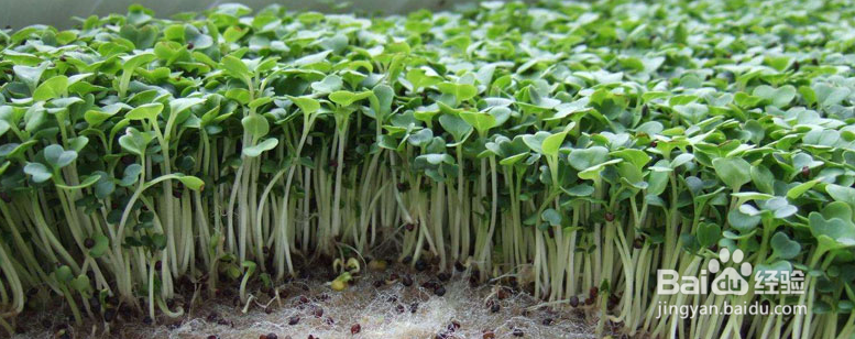 绿豆苗怎么种植方法