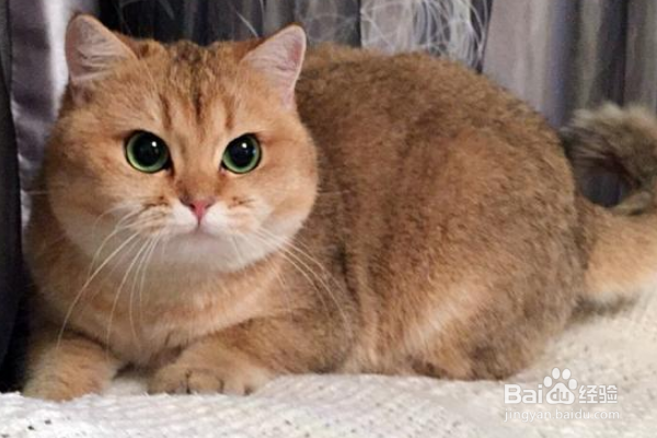 猫咪身上的跳蚤太多怎么办？