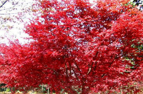 被秋霜染过的红叶像什么