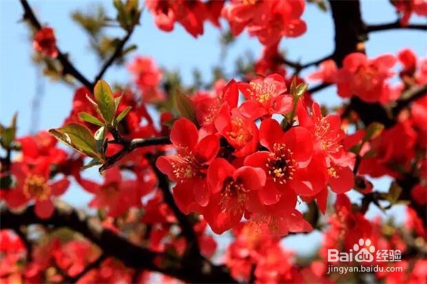 重庆赏花地图最全攻略必收藏-莫辜负这大好春光