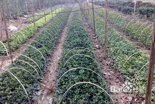 如何扦插桂花苗？