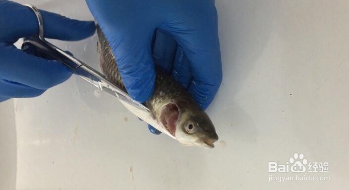 如何快速诊断鱼病