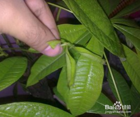 发财树枯萎了怎么救活