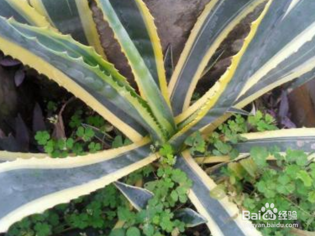 金边龙舌兰一般会长哪些害虫？