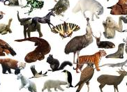 (诗情画意)是什么动物