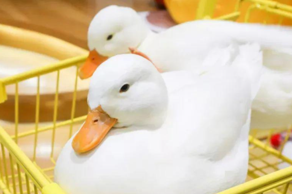 柯尔鸭冬天怕冷吗