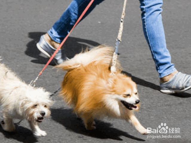 夏季养狗的注意事项