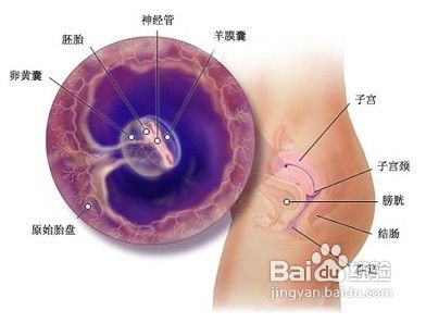 如何进行早孕测试