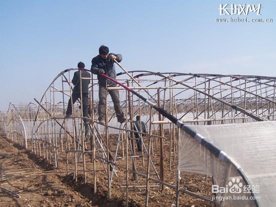 大棚扣膜技术要点
