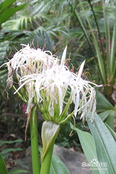 早更的原因、症状、调理方法