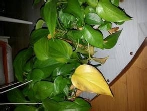 绿萝黄叶的原因和解决方法