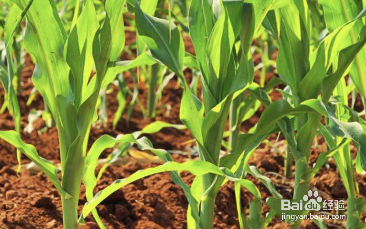 种玉米时间及方法