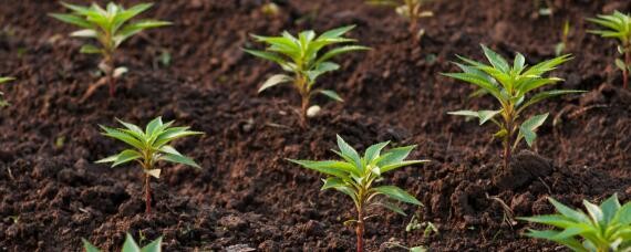 小树苗怎么种植