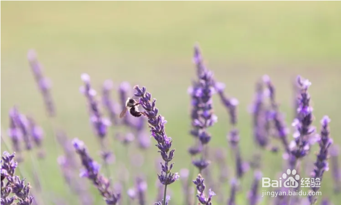 薰衣草精油祛斑方法