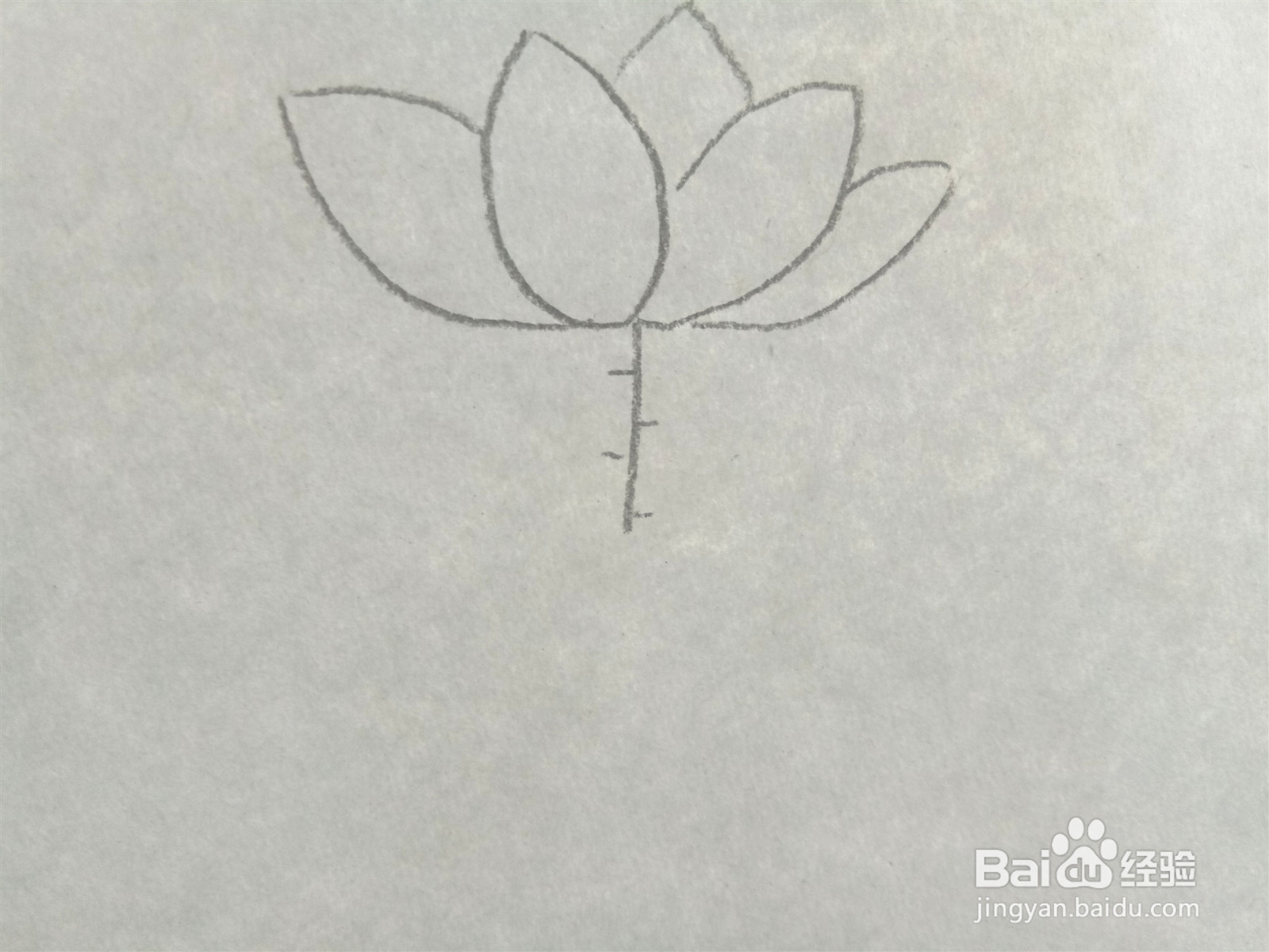 荷花的简笔画怎么画？