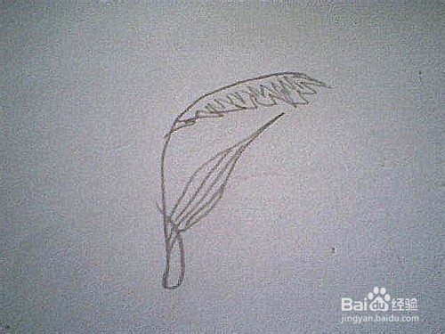 简笔画芦苇的画法