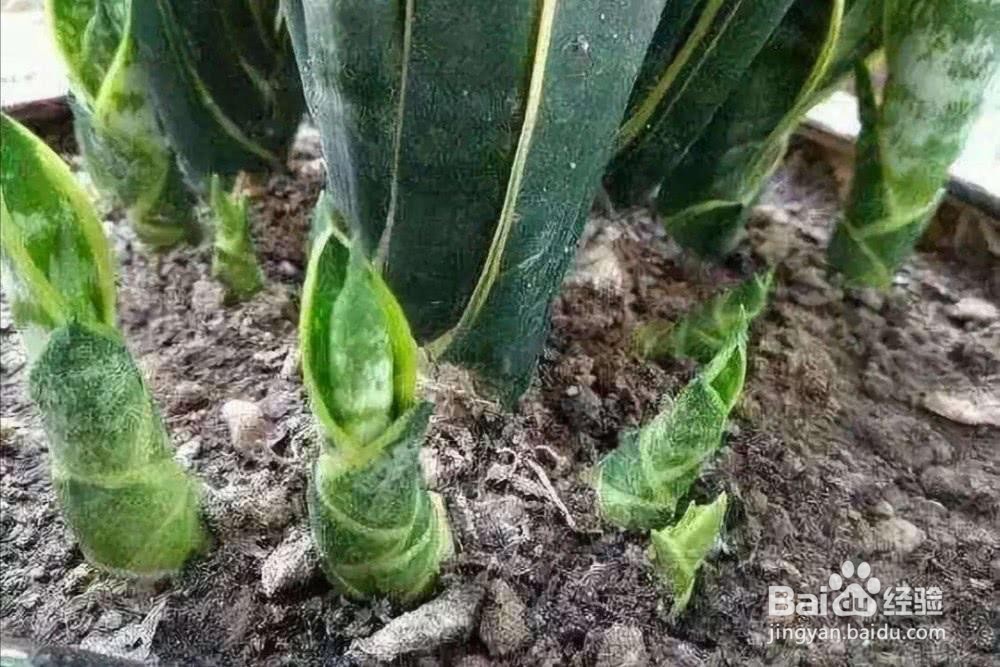 如何正确护养虎皮兰