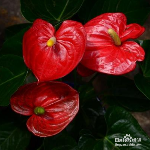 红掌叶子中间发黑又干枯是怎么回事?