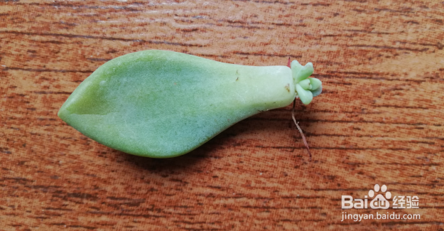 矿泉水瓶多肉叶插方法