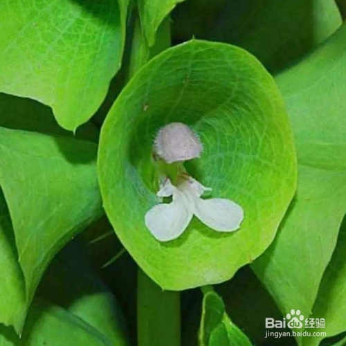 贝壳花养殖时需要注意什么