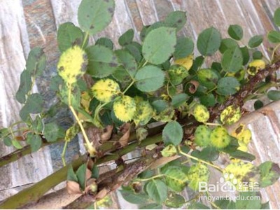 月季花叶子发黄枯萎怎么办