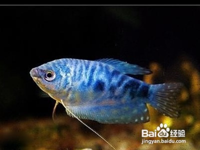 蓝曼龙怎么分公母图解?