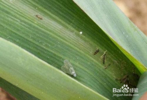 玉米蓟马的防治方法