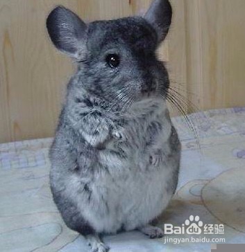 龙猫为什么是老鼠的样子？