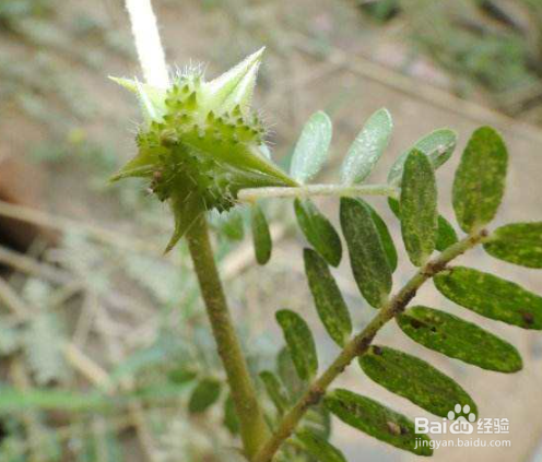 中药材白蒺藜在种植过程中怎么防治病虫害?