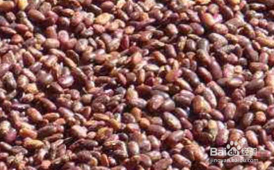 适宜和玉米搭配的食材怎样吃玉米营养健康指南2