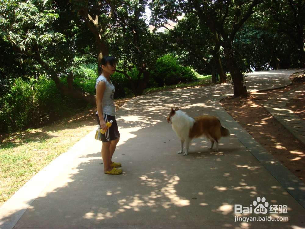 怎样养狗：[2]养狗前需要考虑的问题