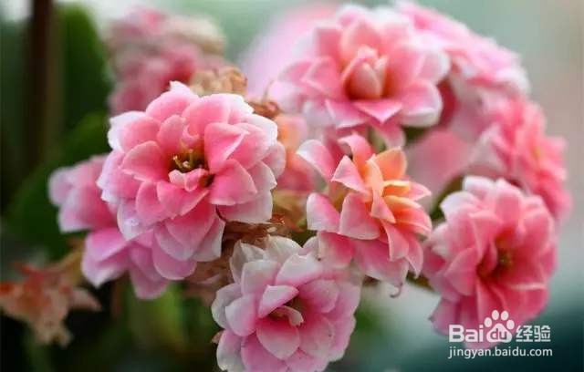 长寿花叶子发红怎么办