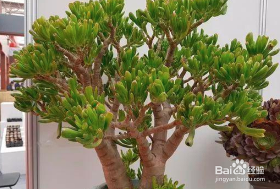 吸财树怎么长得快