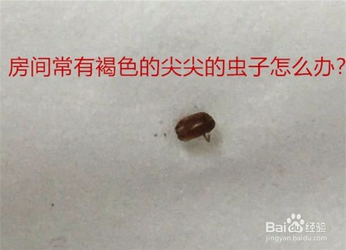 房间常有褐色的尖尖的虫子怎么办 百度经验