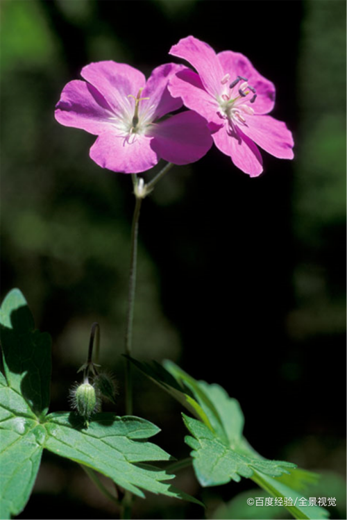 大烟筒花怎么养护