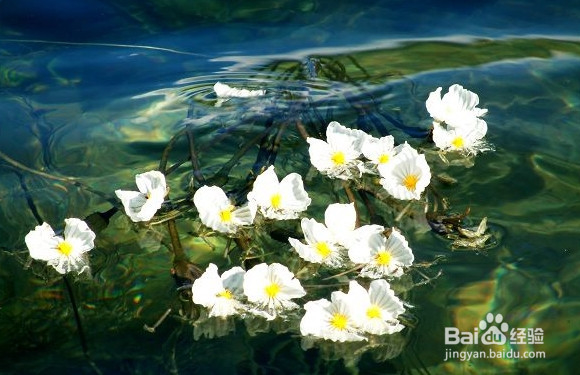 养生保健 什么样的鲜花有食疗功效