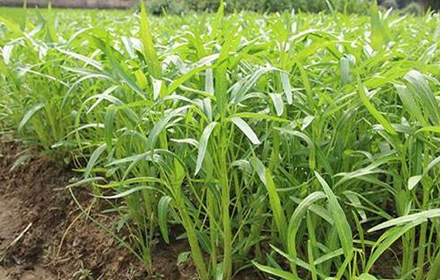 空心菜种植时间和方法温度