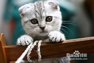 关于猫,有哪些我们并不知道的知识?