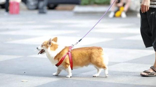 三亚免税店带宠物怎么办