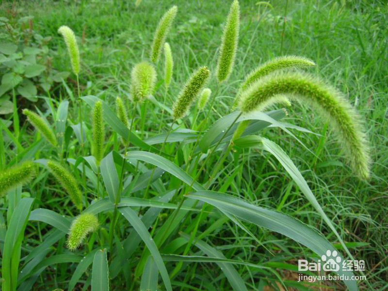 生活中常见中草药及其疗效(四)