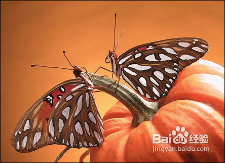 看外国摄影师是如何构图的