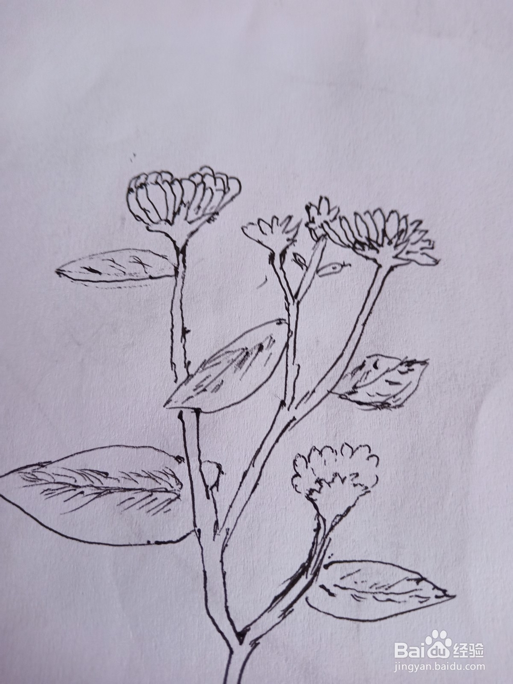 花朵与蝴蝶简笔画①