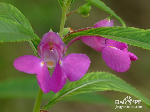 指甲花有什么功效和作用？