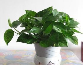 新房装修后最有效除甲醛方法