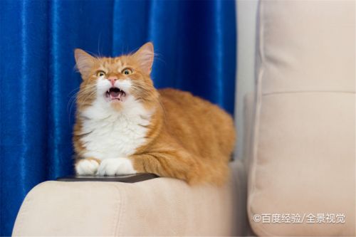 母猫闹猫一直叫怎么解决