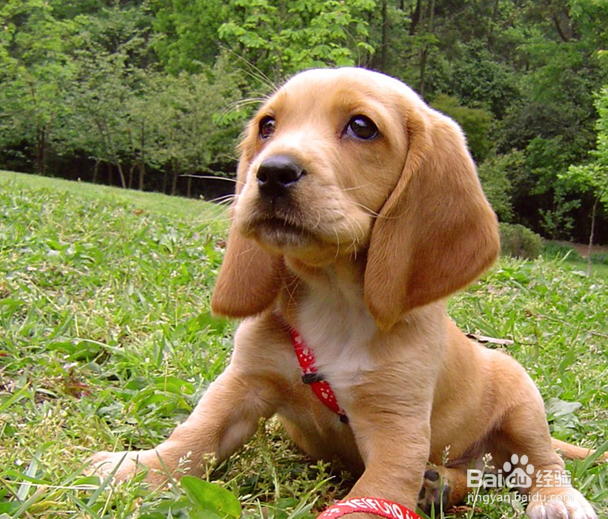 巴吉度幼犬怎么驱虫