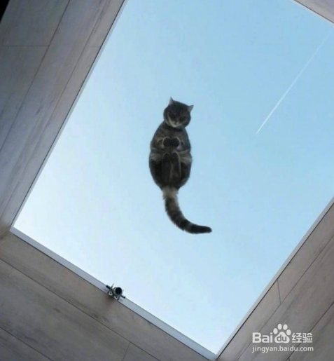 年轻人不要轻易吸猫喔，一日吸猫，终生被奴役！