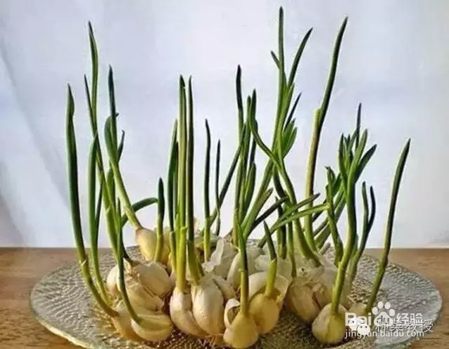 阳台种菜：怎么种大蒜（图解）
