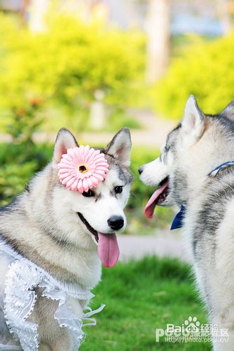 保护狗狗的牙齿需要小技巧